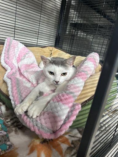 Enlarge Roo, a Adoptable Domestic Short Hair in Raleigh, NC image 3/3