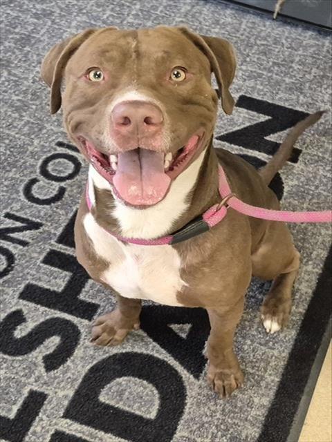 Enlarge PROFESSOR BURKE, a Adoptable mixed breed in Decatur, IL image 1/1