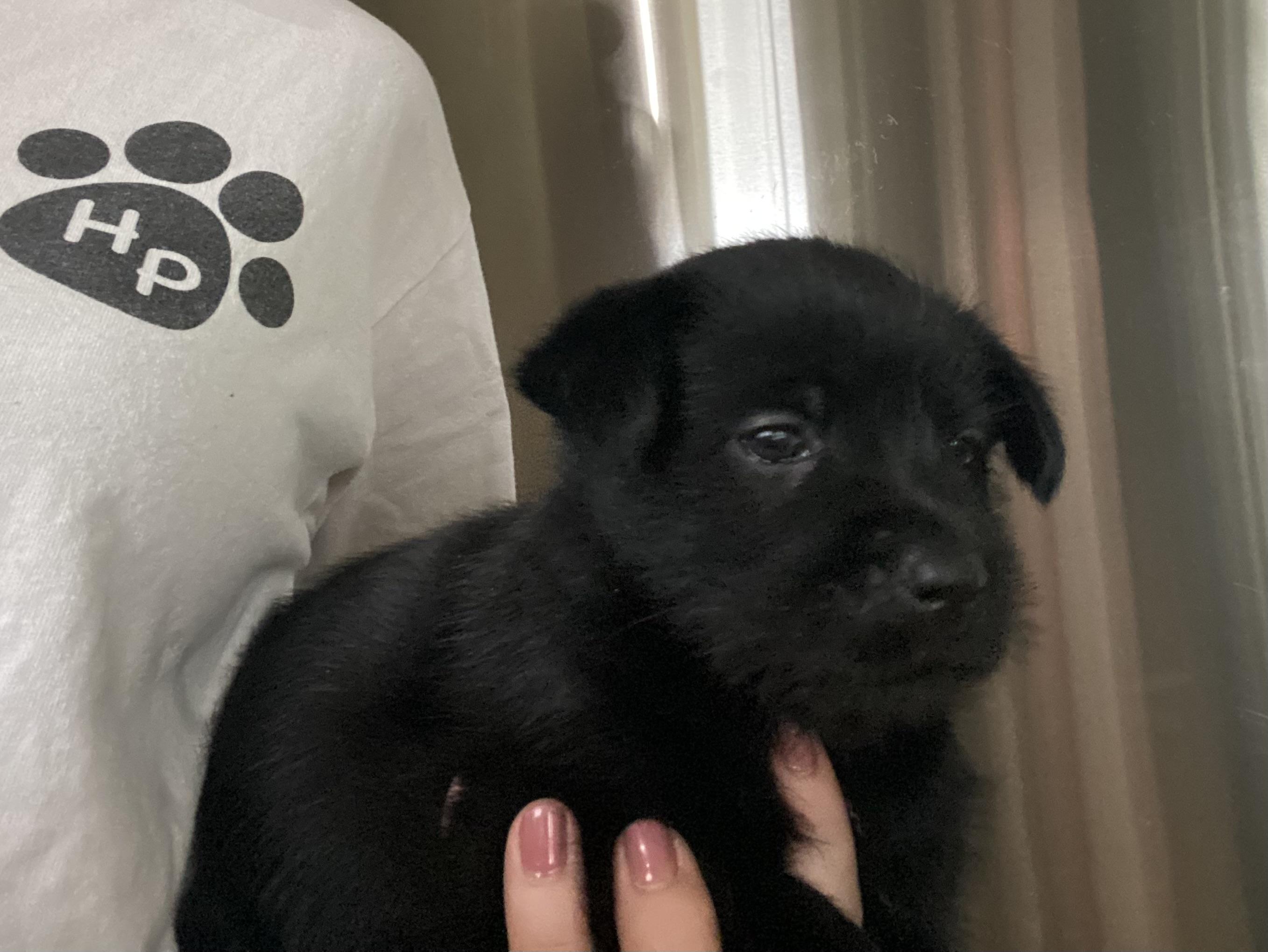 Christian, a Adoptable mixed breed in Manahawkin, NJ image 2/2