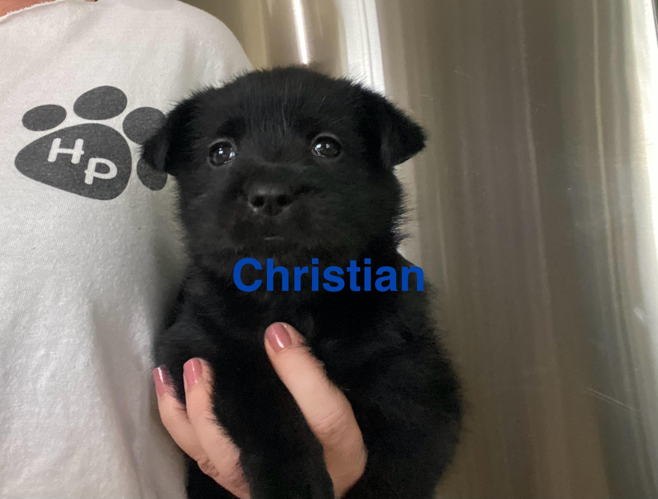 Christian, a Adoptable mixed breed in Manahawkin, NJ image 1/2
