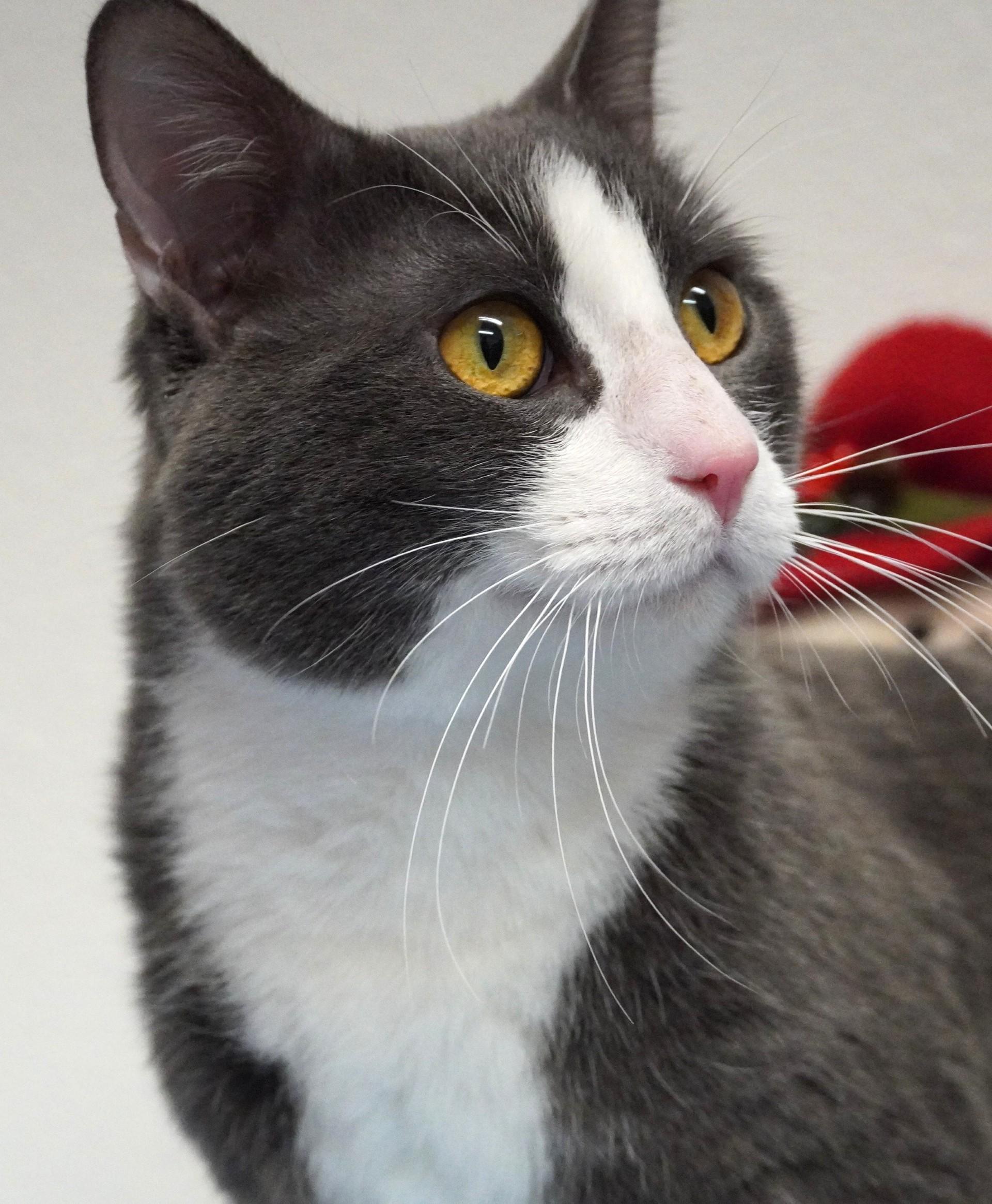 Seven, ADOPTABLE, Adult Male Domestic Short Hair.