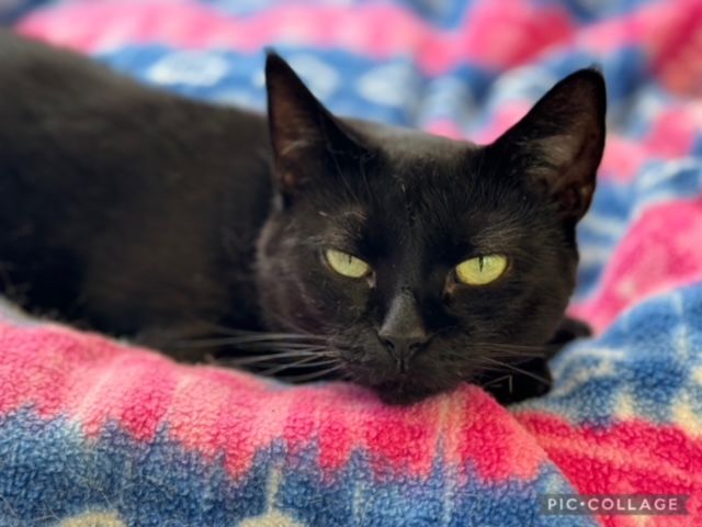 Kiki, a Adoptable Domestic Short Hair in Latrobe, PA image 1/2