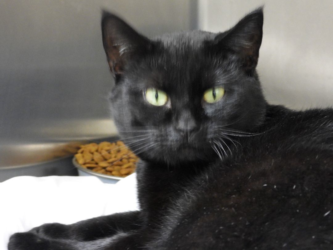 Kiki, a Adoptable Domestic Short Hair in Latrobe, PA image 2/2