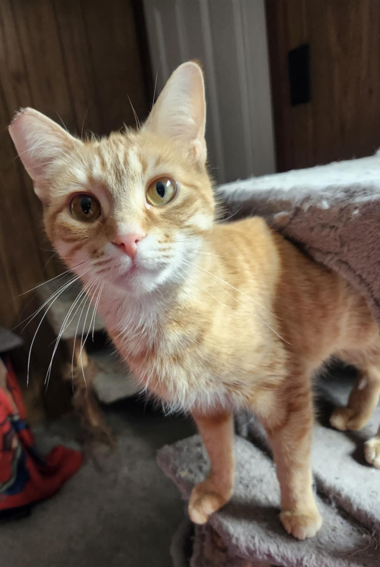 Enlarge Gouda, a Adoptable mixed breed in Lewistown, PA image 1/5