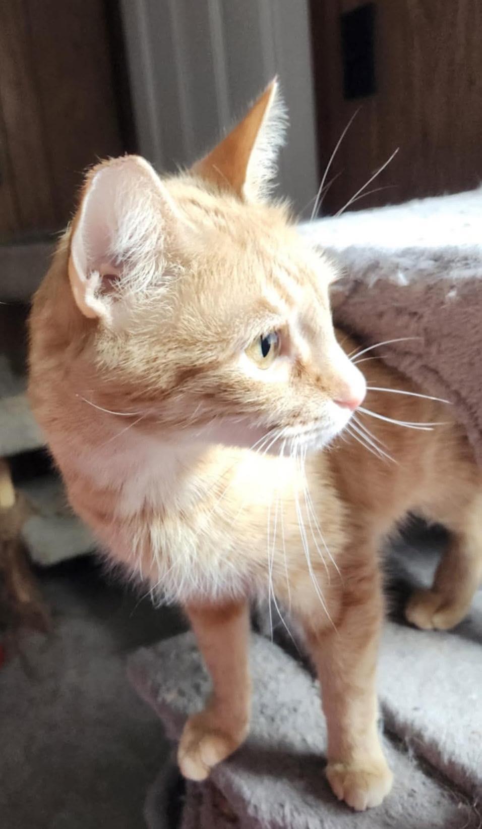 Gouda, Adoptable, Young Female Tabby.