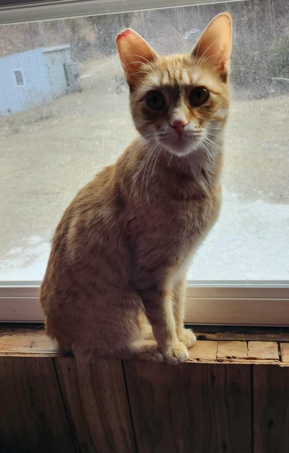 Enlarge Gouda, a Adoptable mixed breed in Lewistown, PA image 3/5