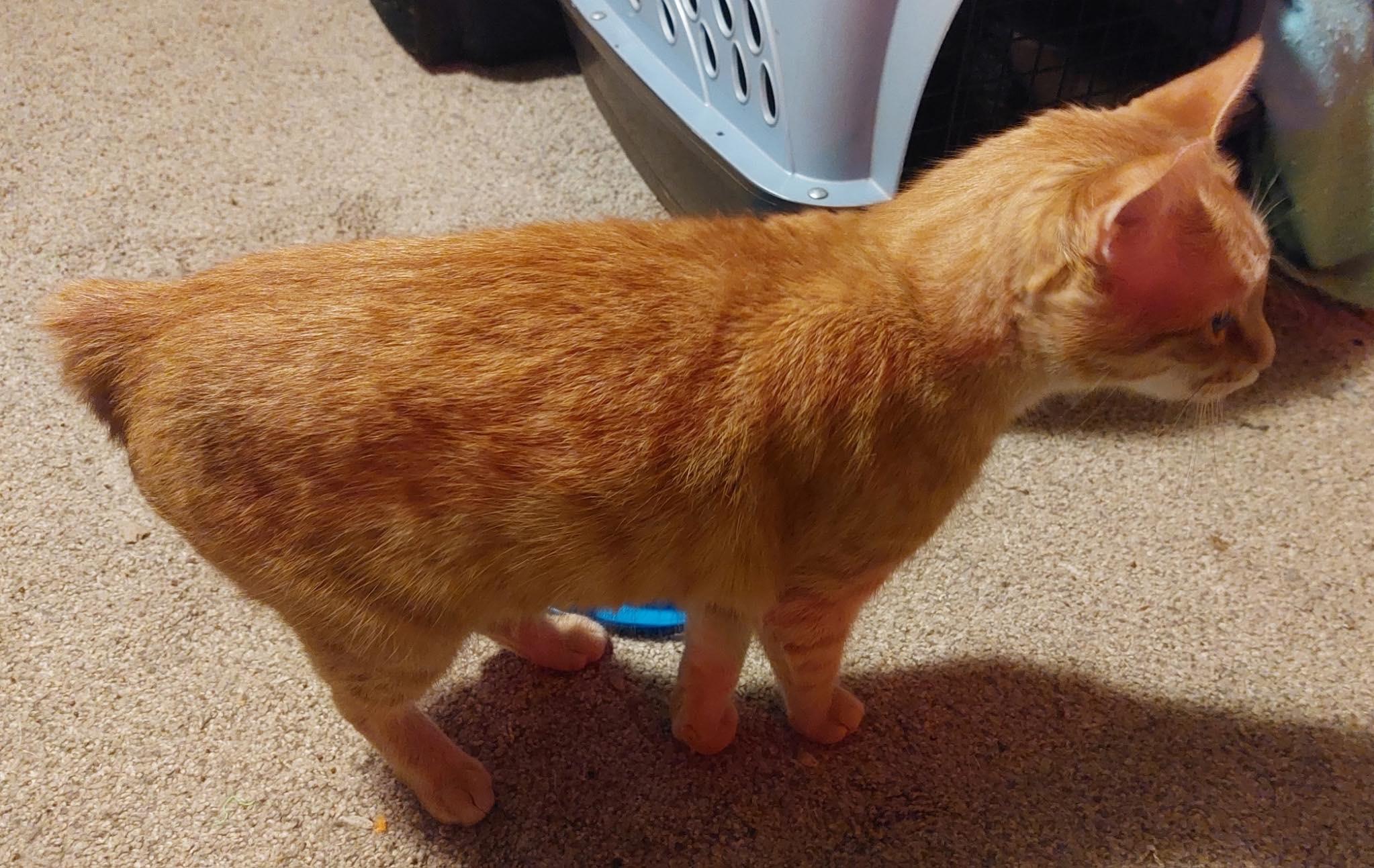 Enlarge Gouda, a Adoptable mixed breed in Lewistown, PA image 4/5