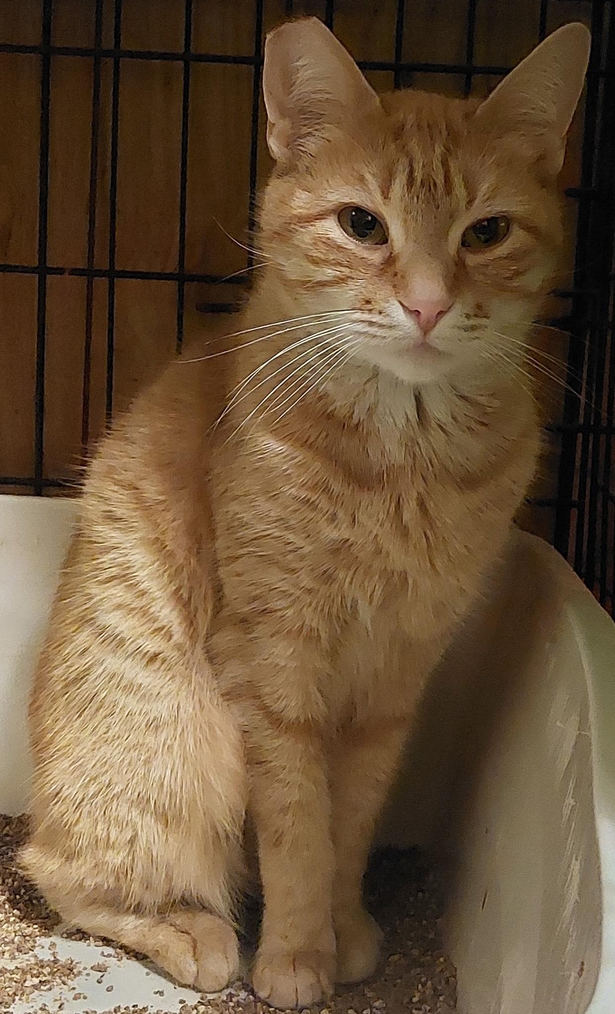 Enlarge Gouda, a Adoptable mixed breed in Lewistown, PA image 5/5