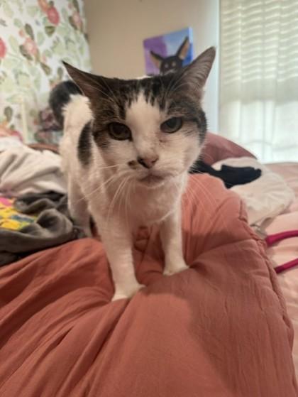Enlarge Mittsy, a Adoptable mixed breed in Oklahoma City, OK image 2/2