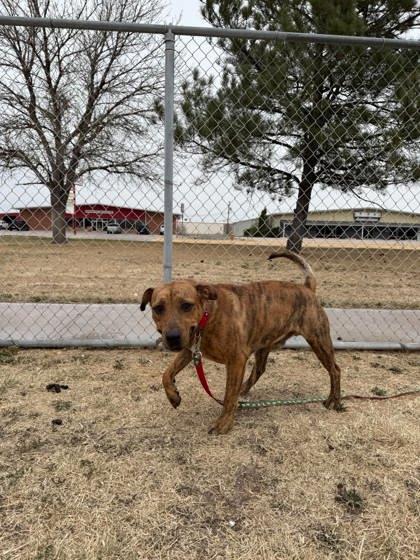 Bongo Billy, Adoptable, Young Male Pit Bull Terrier & Mixed Breed.