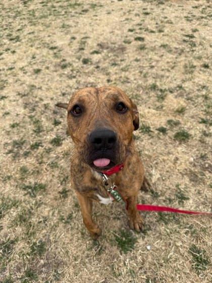 Enlarge Bongo Billy, a Adoptable mixed breed in Scottsbluff, NE image 2/3