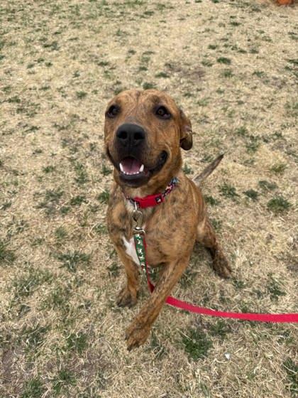 Enlarge Bongo Billy, a Adoptable mixed breed in Scottsbluff, NE image 3/3
