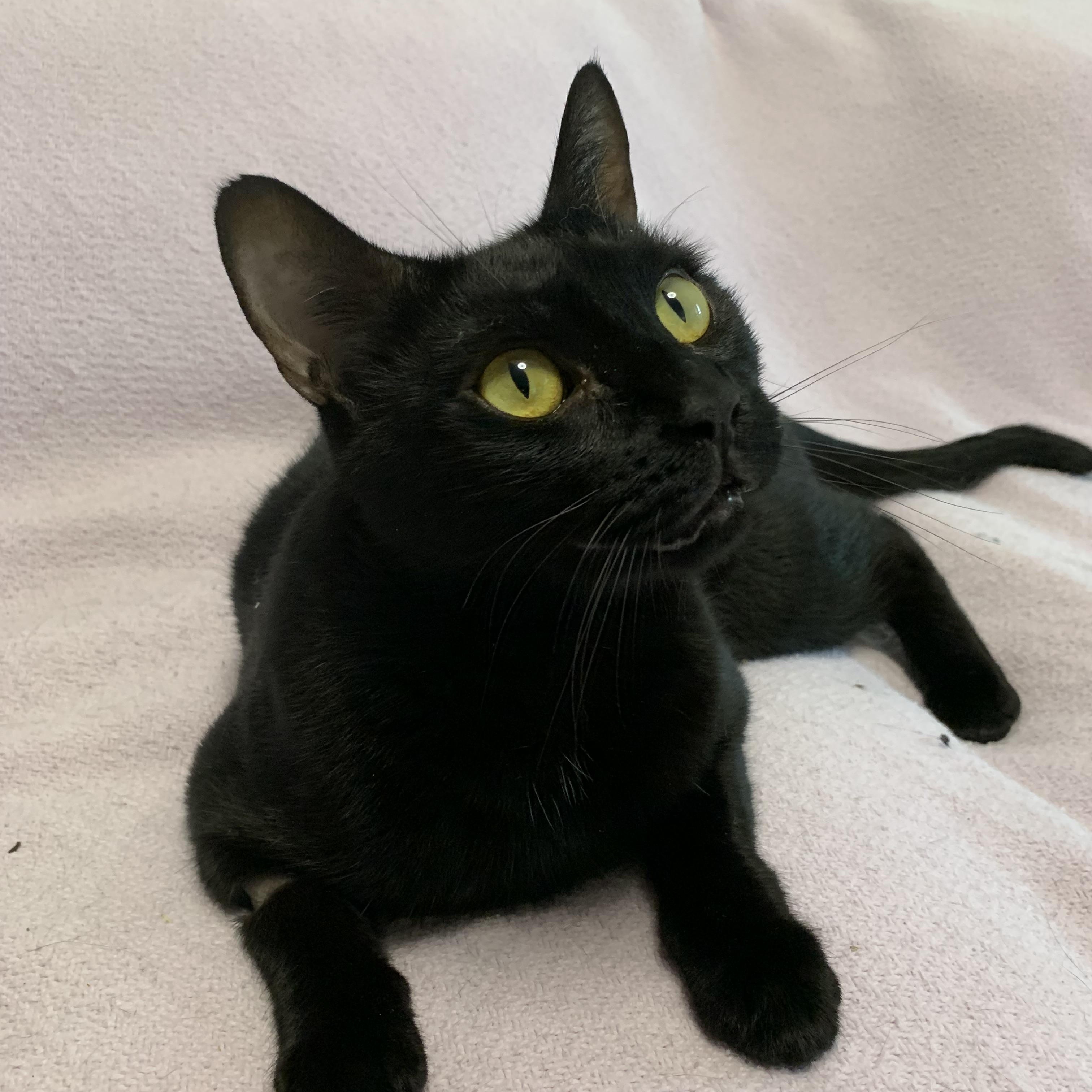 Super Sweet Pepe, a Adoptable Bombay in Parkland, FL image 1/3