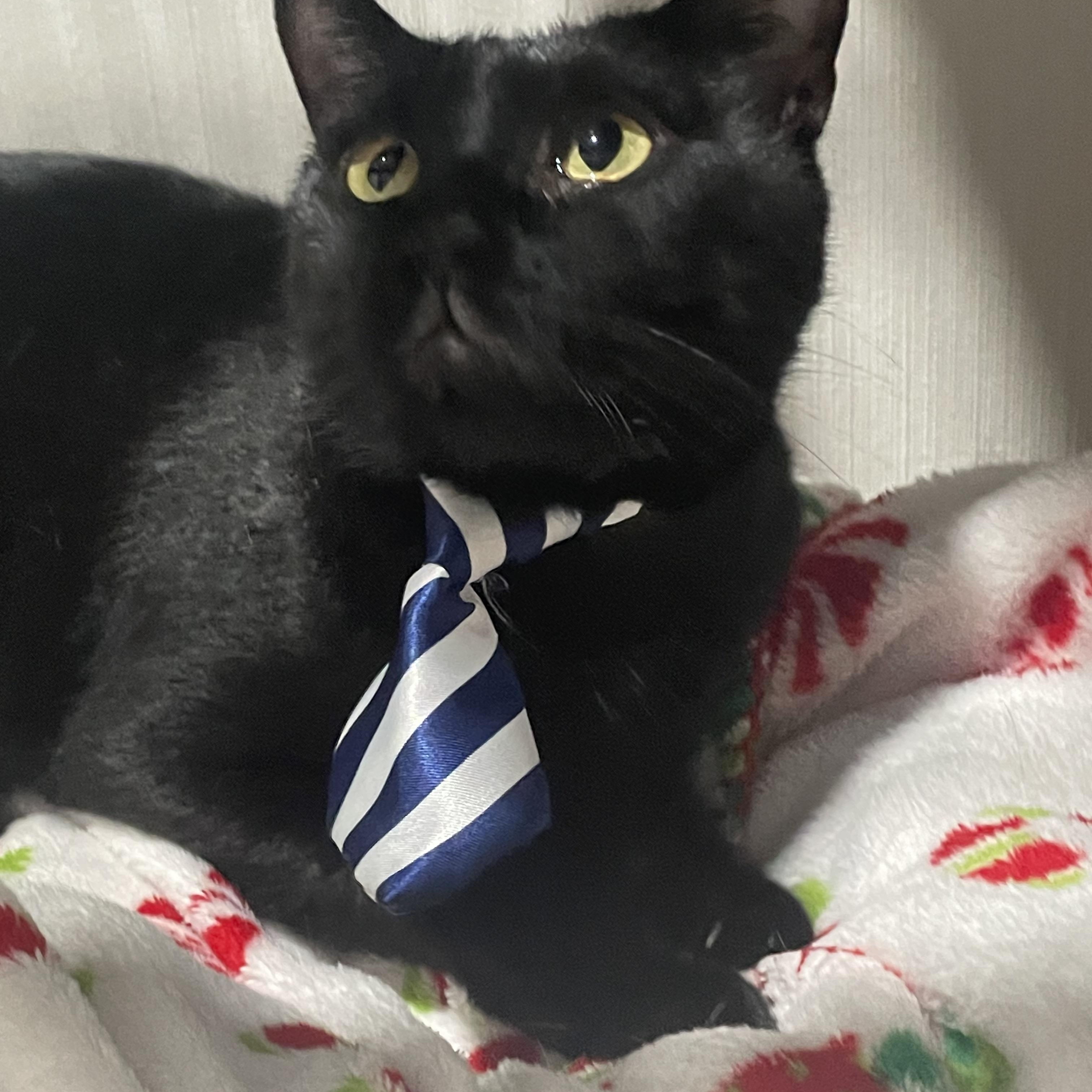 Super Sweet Pepe, a Adoptable Bombay in Parkland, FL image 3/3