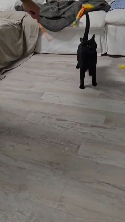 Enlarge Super Sweet Pepe, a Adoptable Bombay in Parkland, FL video 2/3