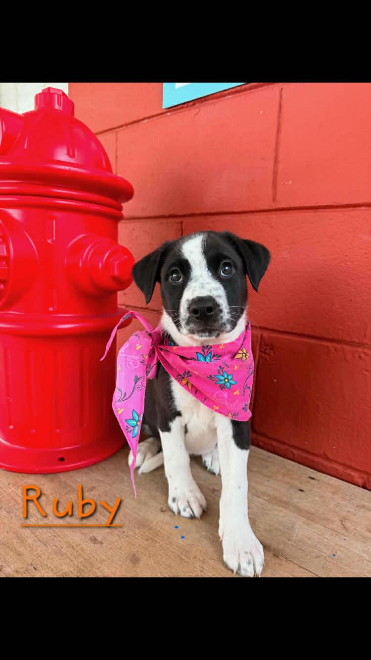Ruby, adopted, Puppy Female Border Collie.