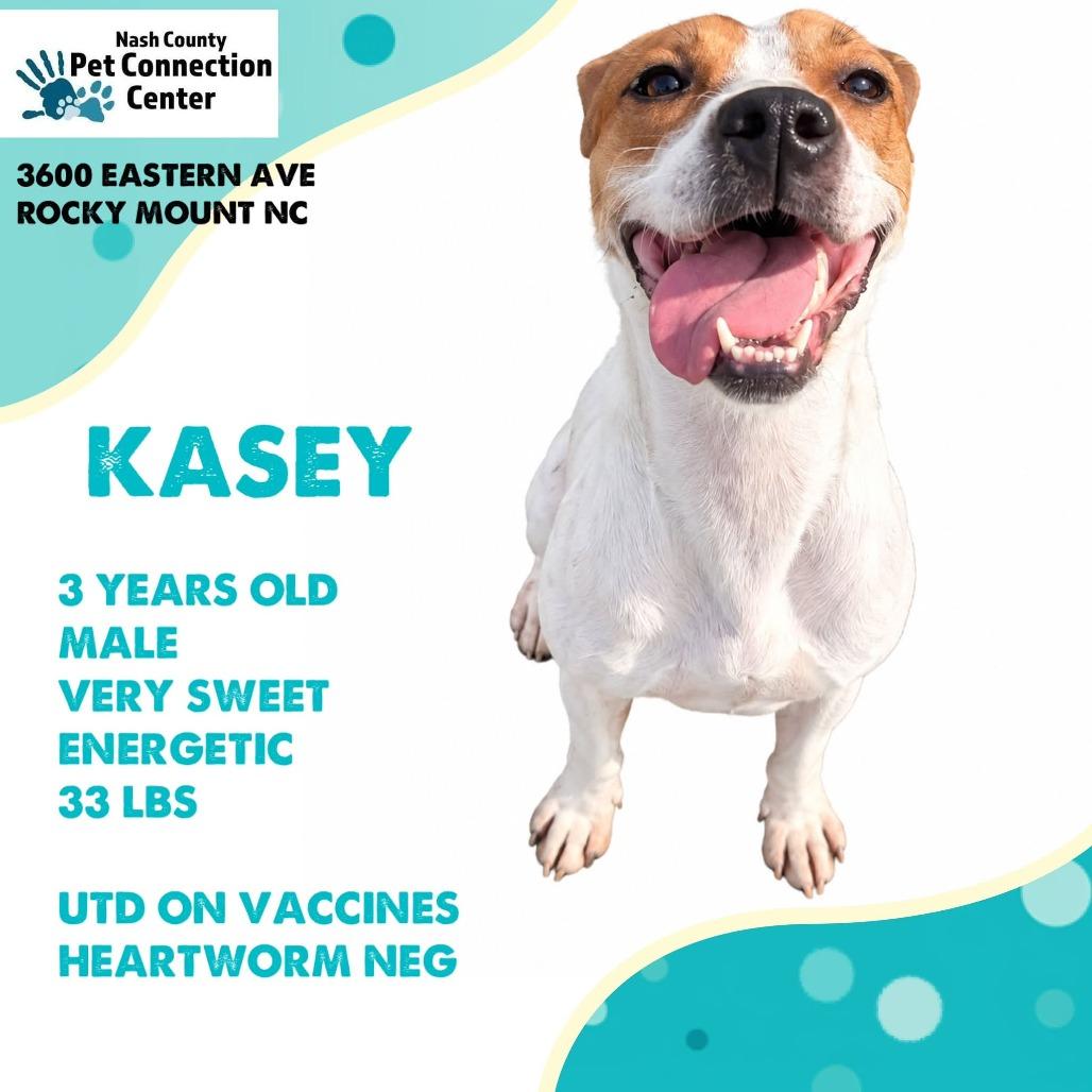 KASEY Available NOW - ADOPTION or RESCUE!, Adoptable, Adult Female Mixed Breed.
