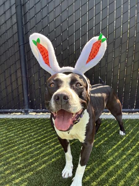 Enlarge Athena, a Adoptable mixed breed in El Cajon, CA image 1/1