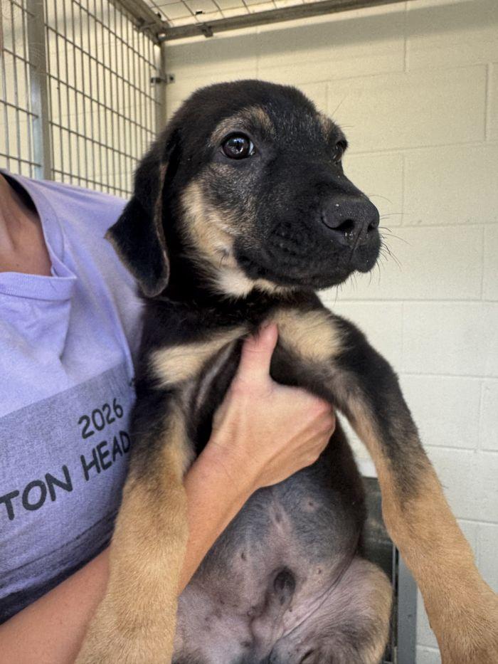 Enlarge Guss, a Adoptable Shepherd in Hilton Head Island, SC image 1/1