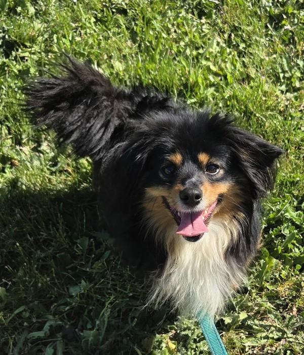 Enlarge Derby, a Adoptable mixed breed in Salem, OR image 1/1