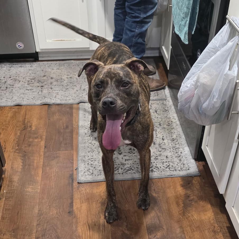 Philip, Adoptable, Adult Male Mixed Breed.
