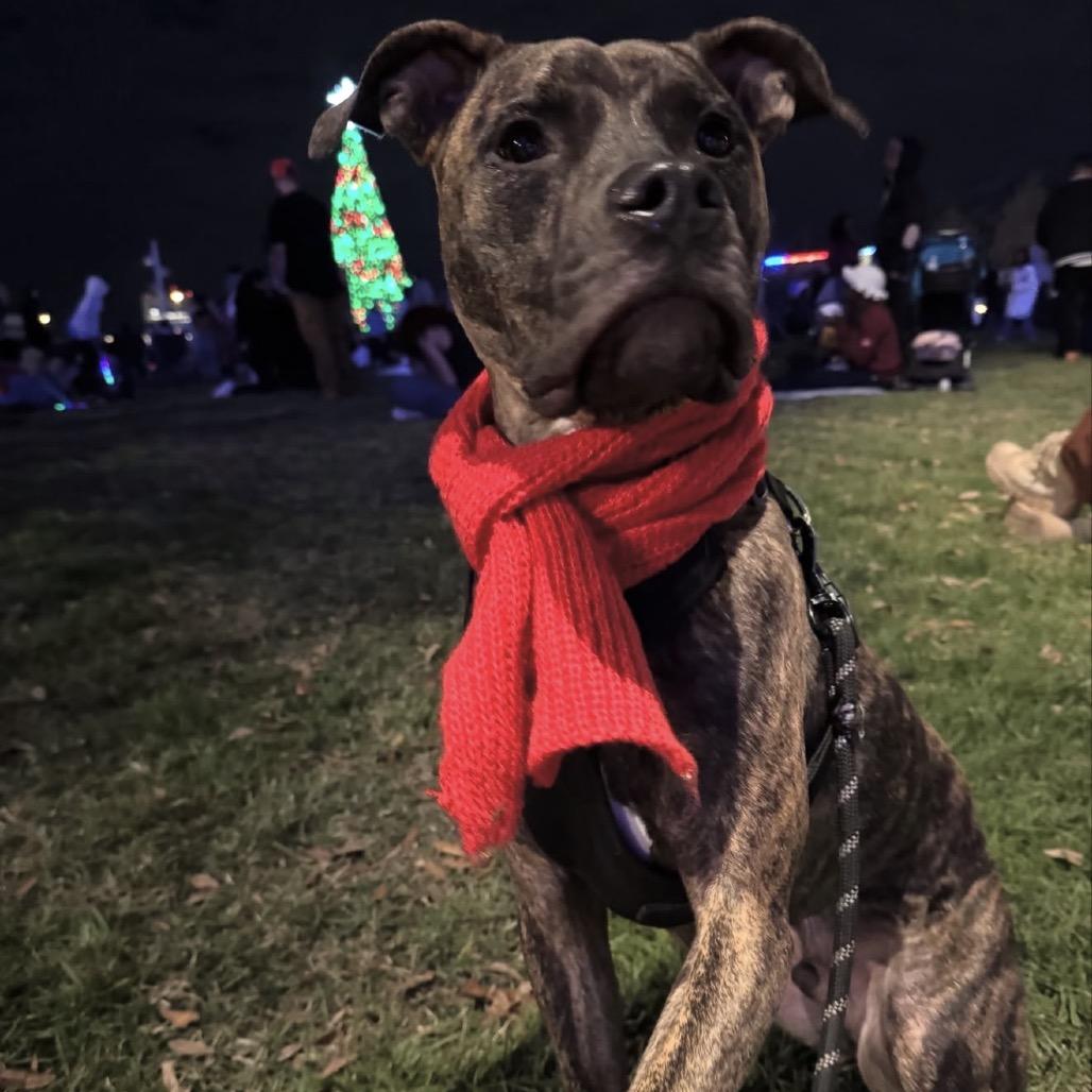 Enlarge Philip, a Adoptable Mixed Breed in Jacksonville Beach, FL image 2/6