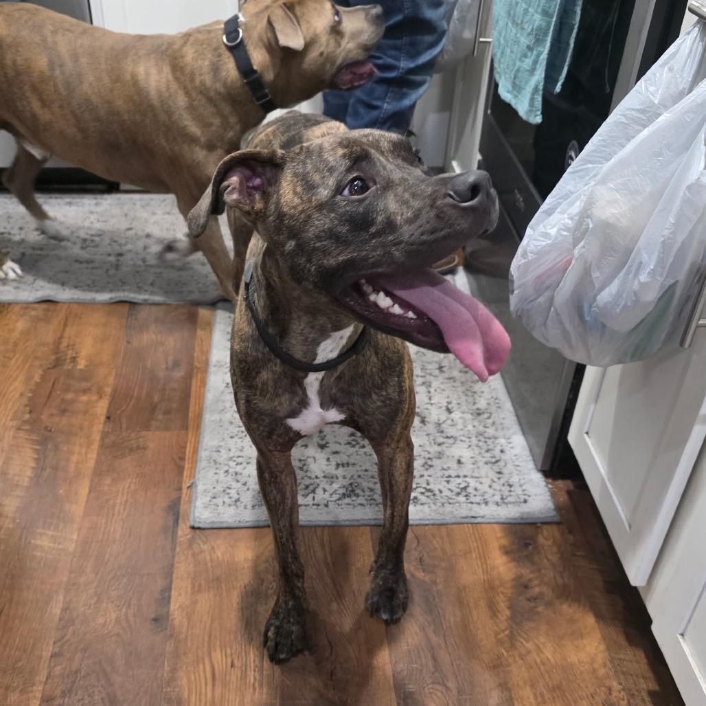 Enlarge Philip, a Adoptable Mixed Breed in Jacksonville Beach, FL image 3/6