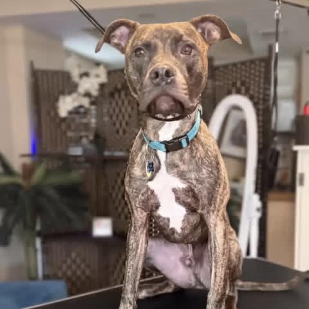 Enlarge Philip, a Adoptable Mixed Breed in Jacksonville Beach, FL image 5/6