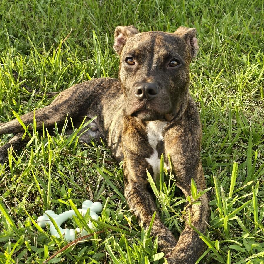 Enlarge Philip, a Adoptable Mixed Breed in Jacksonville Beach, FL image 6/6