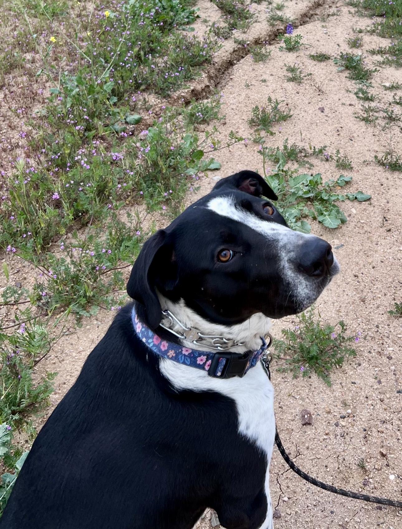 Enlarge LOLA, a Adoptable mixed breed in Portland , OR image 2/6