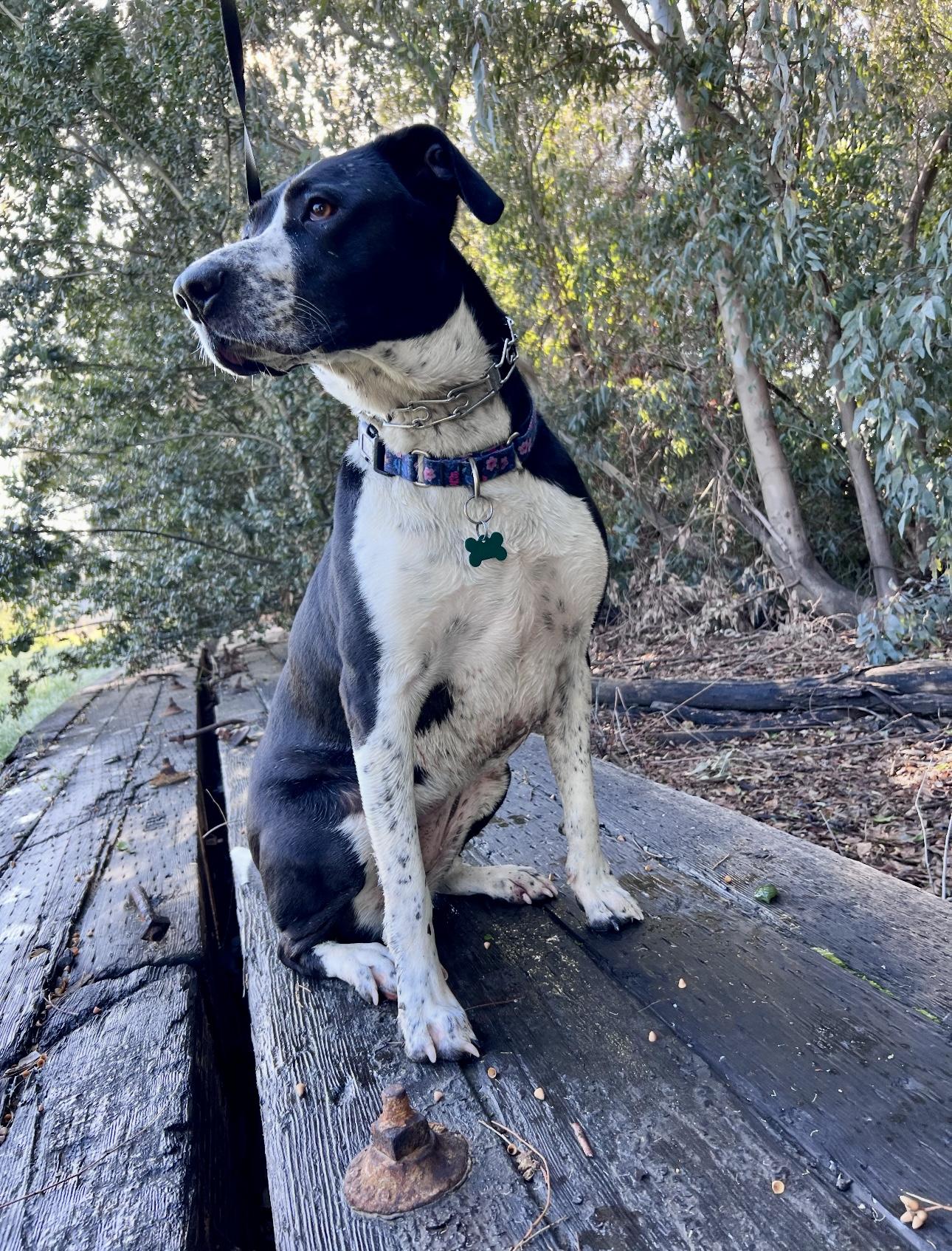 Enlarge LOLA, a Adoptable mixed breed in Portland , OR image 3/6