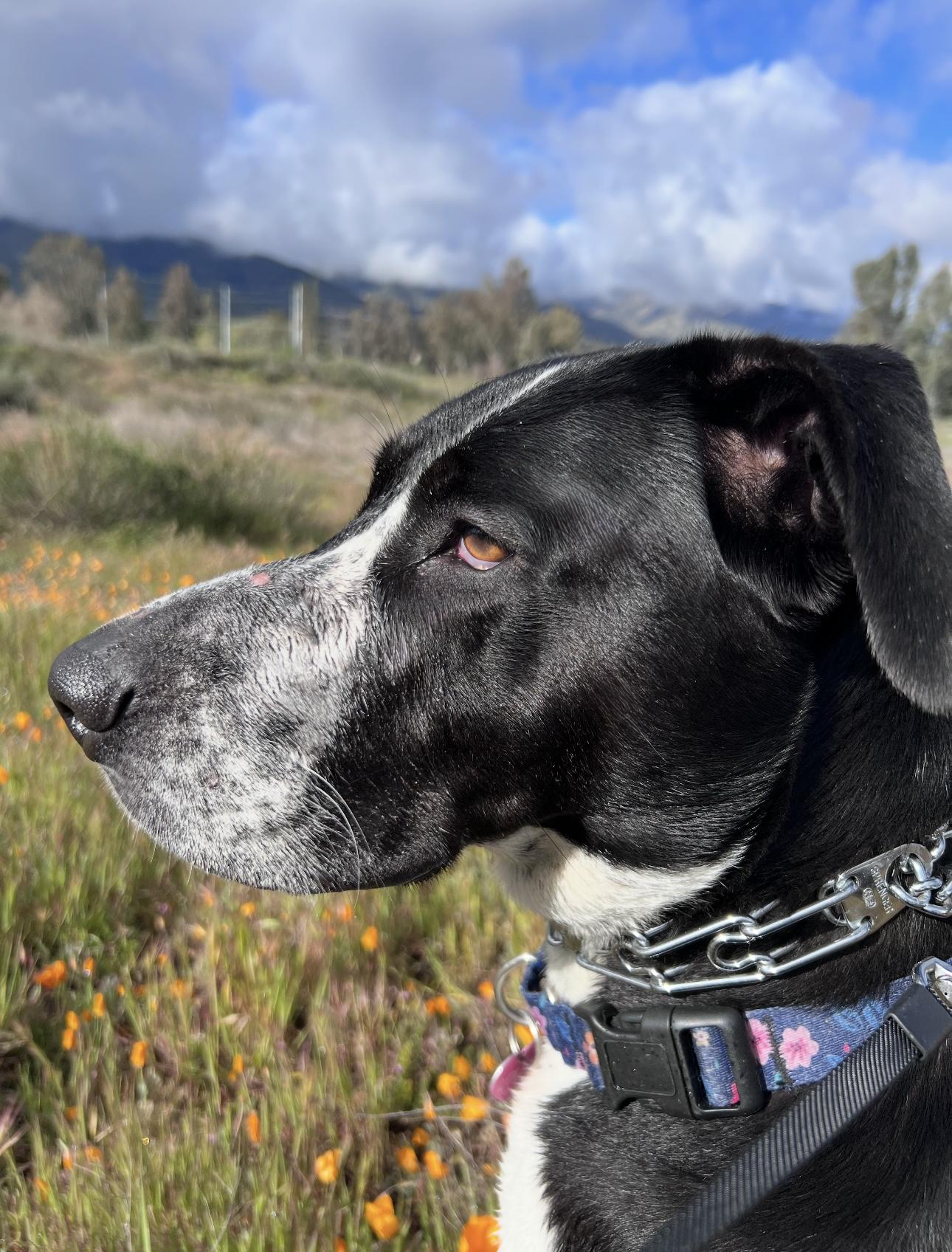 Enlarge LOLA, a Adoptable mixed breed in Portland , OR image 4/6