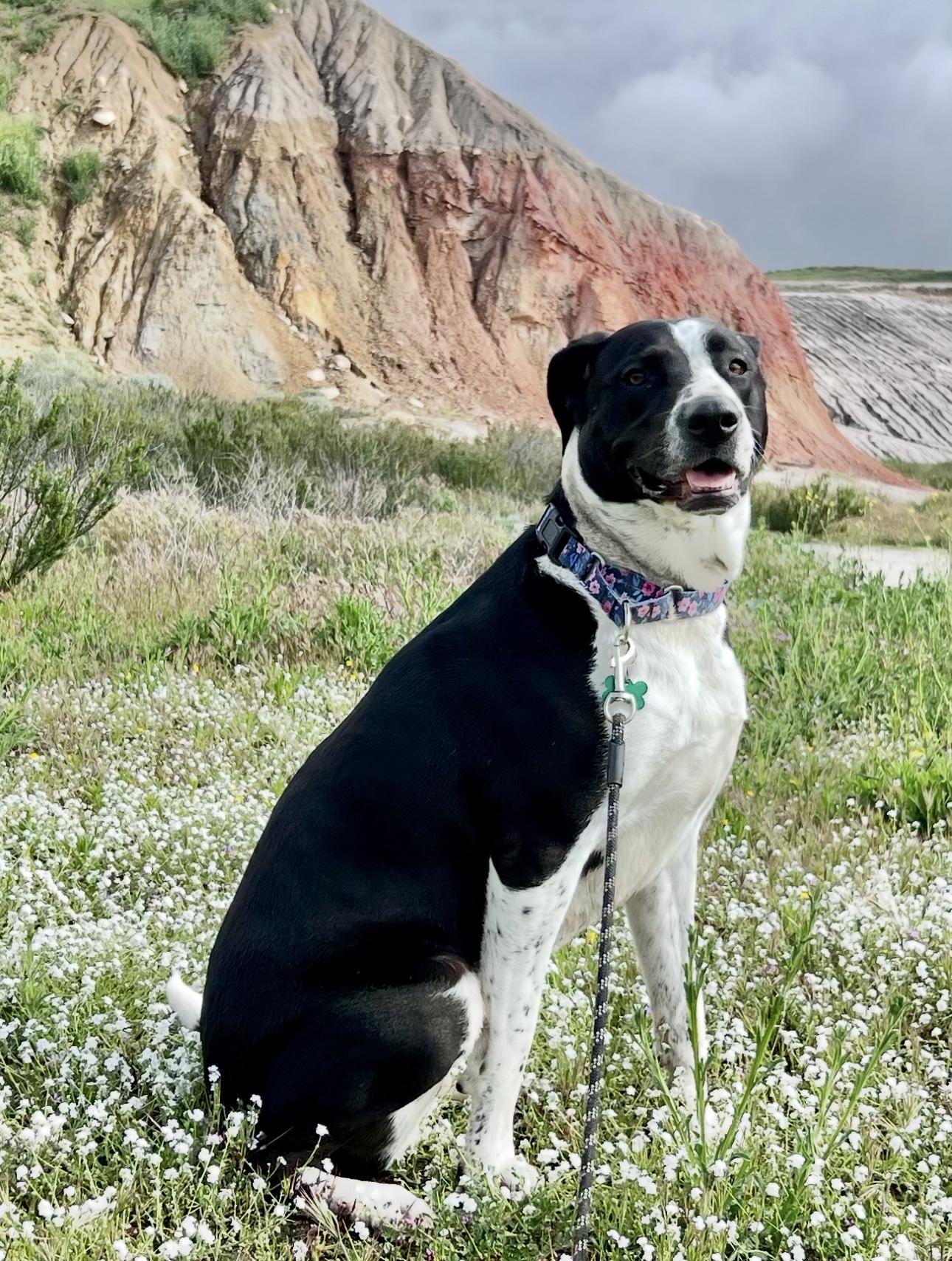 LOLA