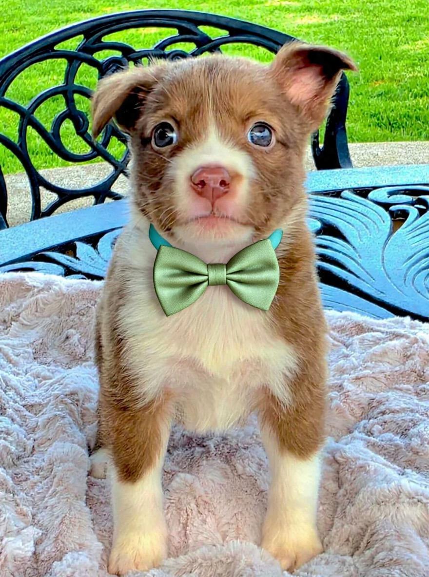 Langdon, ADOPTABLE, Puppy Male Australian Shepherd & Pit Bull Terrier.