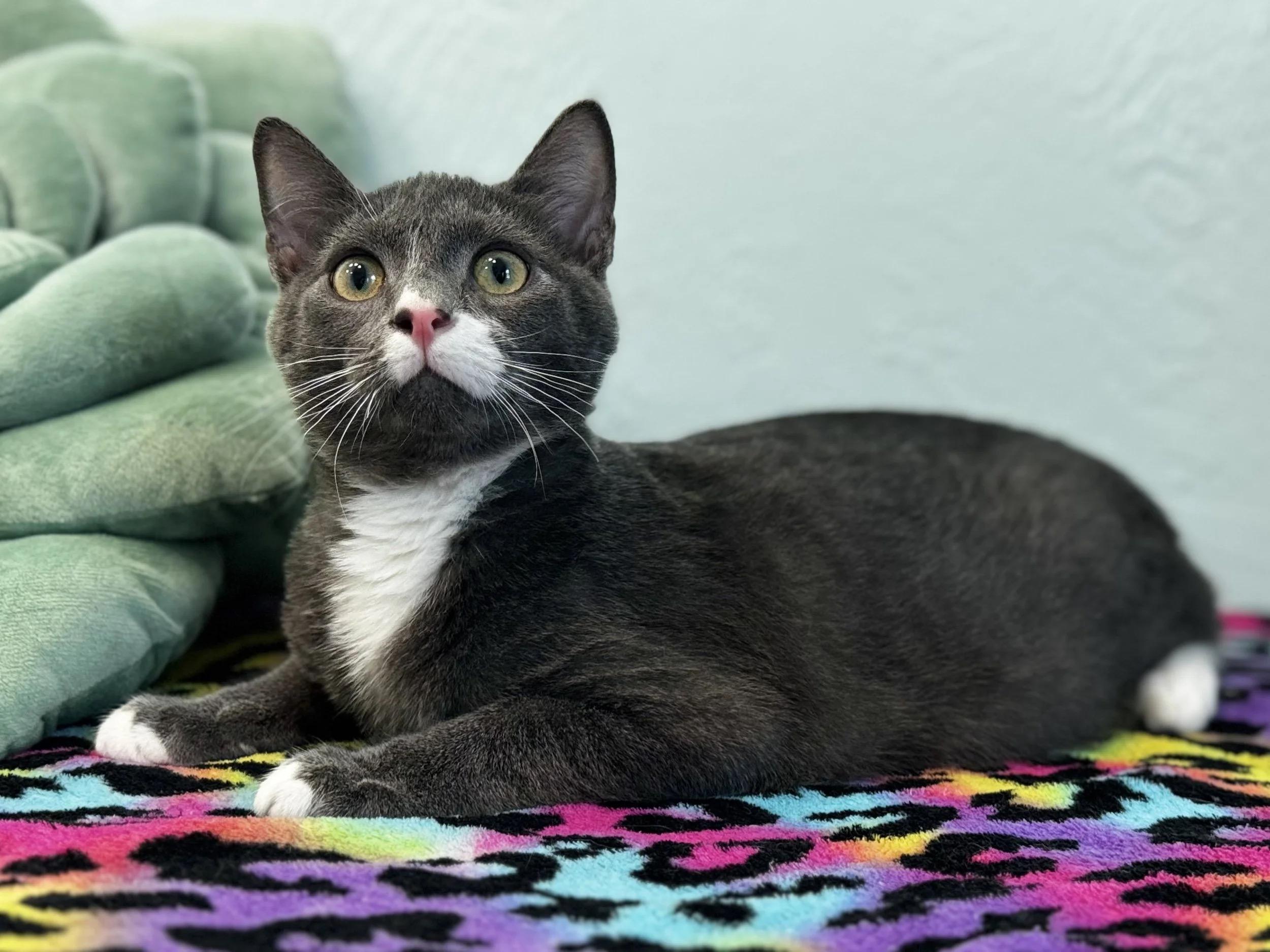 Gravy! , Adoptable, Young Male Domestic Short Hair.