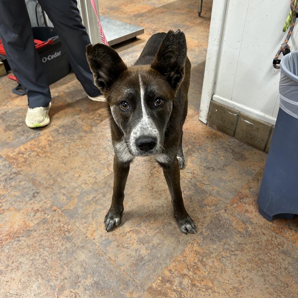 Enlarge Daisy, a Adoptable mixed breed in Morganton, NC image 1/2