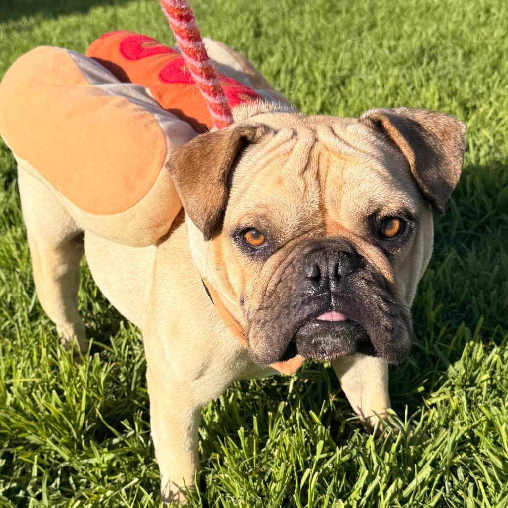 Stuart, Adoptable, Adult Male English Bulldog.