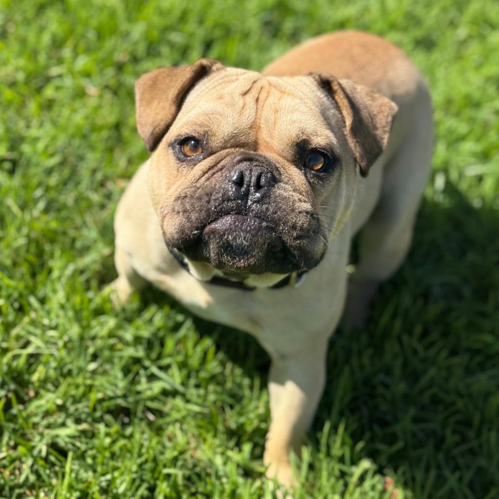 Enlarge Stuart, a Adoptable English Bulldog in Santa Barbara, CA image 2/6