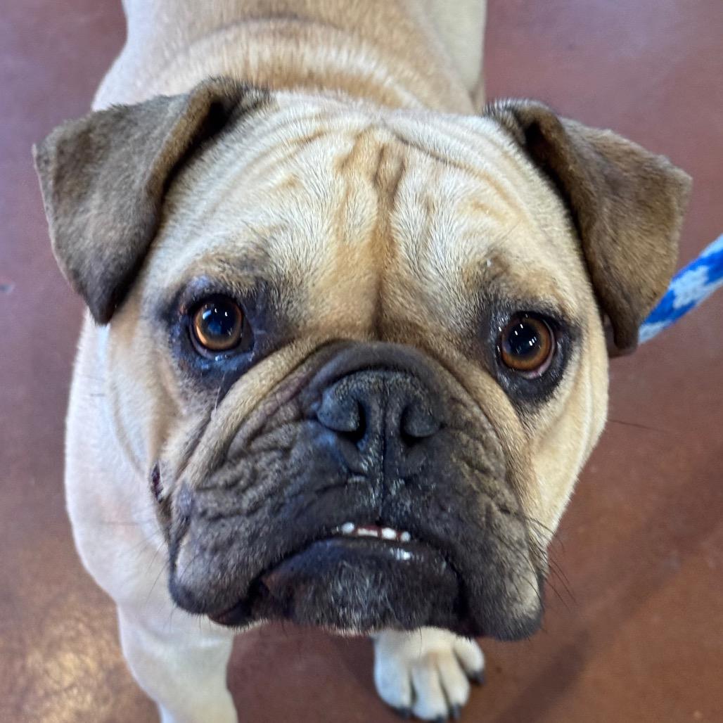 Enlarge Stuart, a Adoptable English Bulldog in Santa Barbara, CA image 3/6