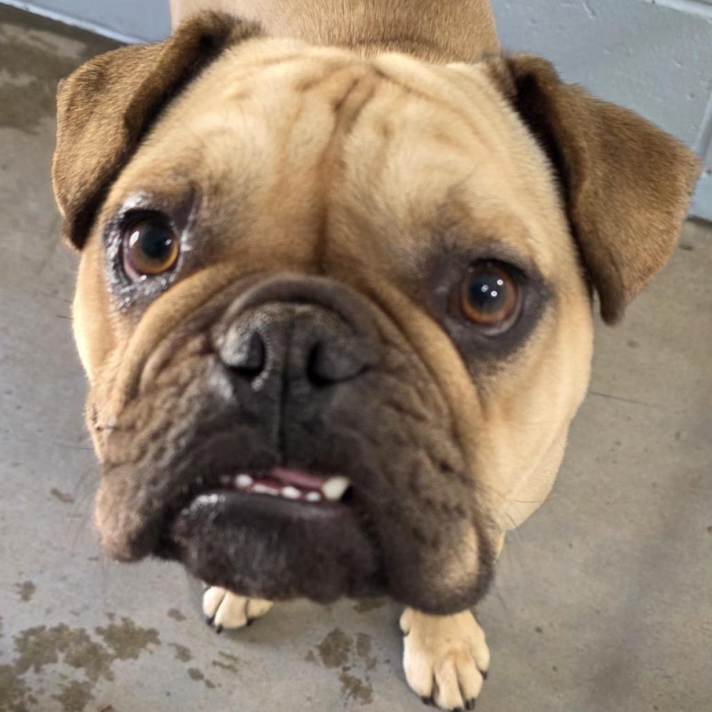 Enlarge Stuart, a Adoptable English Bulldog in Santa Barbara, CA image 4/6