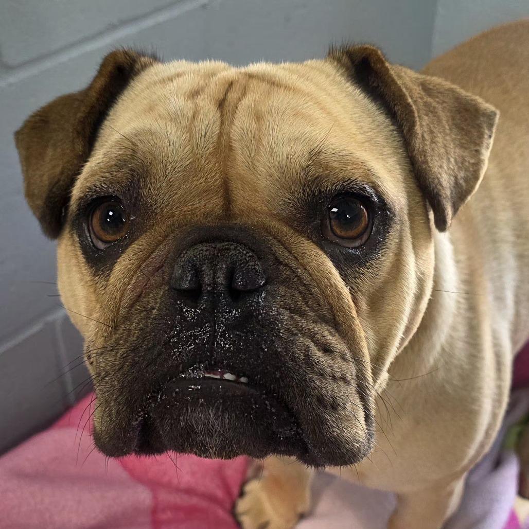 Enlarge Stuart, a Adoptable English Bulldog in Santa Barbara, CA image 5/6