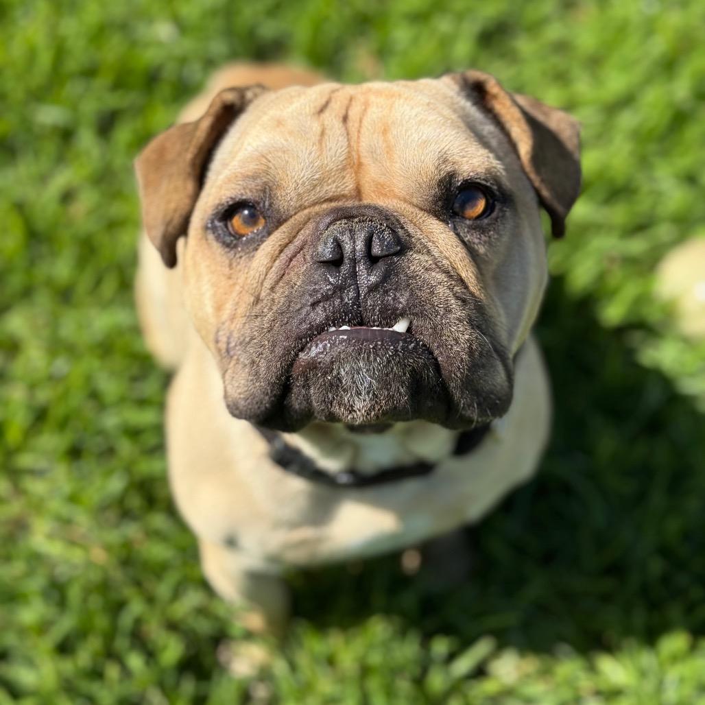 Enlarge Stuart, a Adoptable English Bulldog in Santa Barbara, CA image 6/6