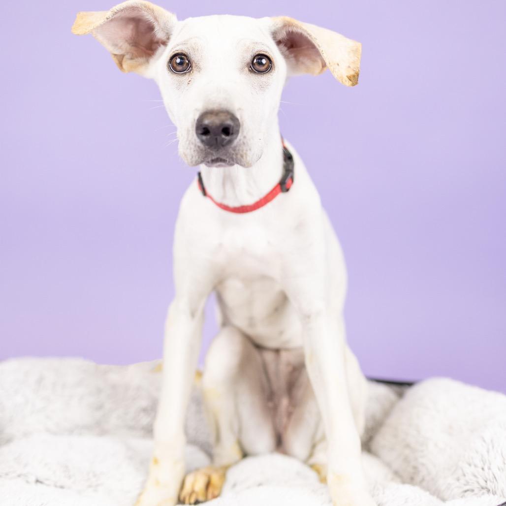 Biscuit, Adoptable, Young Female Mixed Breed.