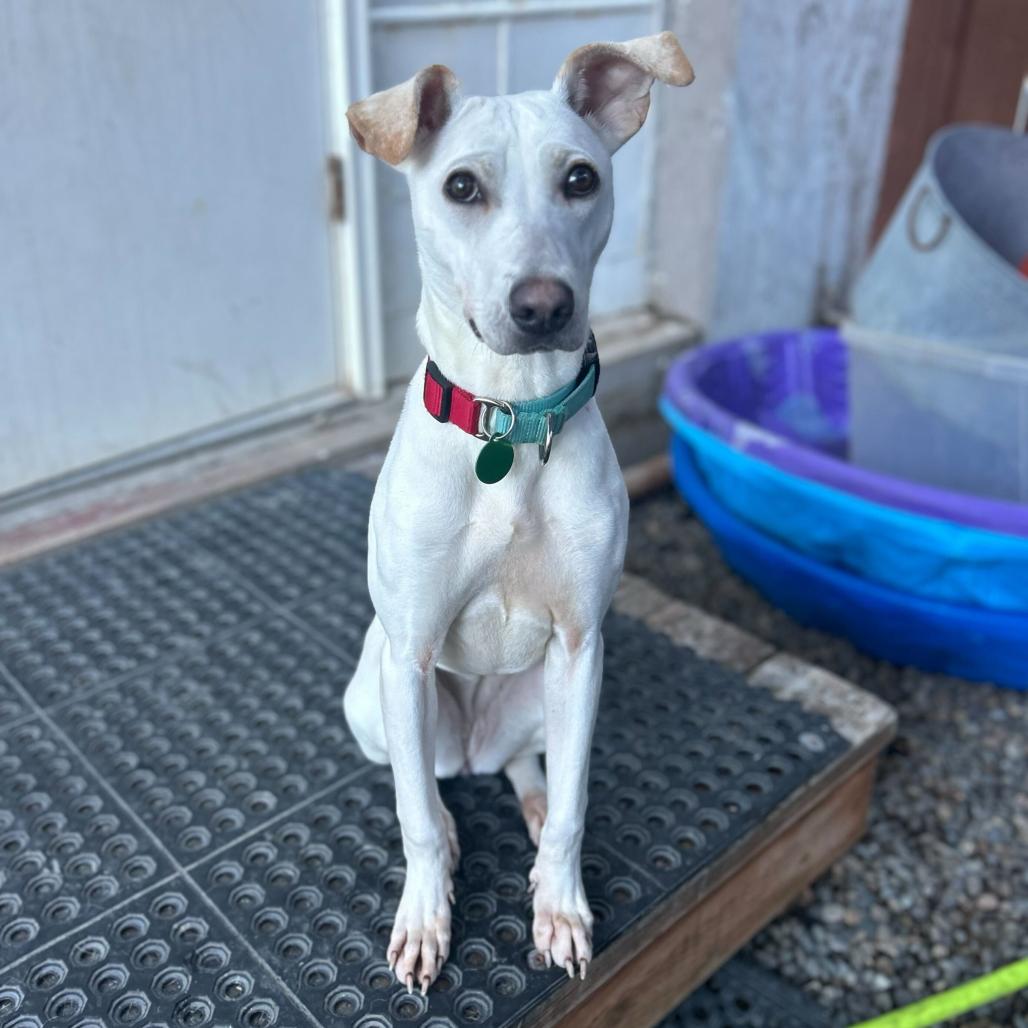 Enlarge Biscuit, a Adoptable Mixed Breed in Portland, OR image 2/3