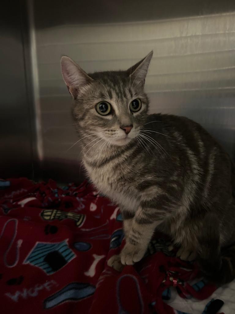 Haviar Star, Adoptable, Young Female Domestic Short Hair.