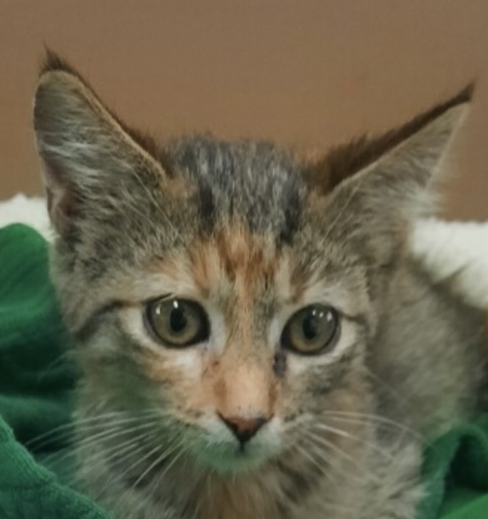 Tiggy, a Adoptable Domestic Short Hair in Independence, MO image 1/3