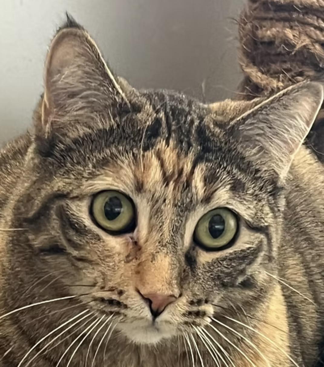 Enlarge Tiggy, a Adoptable Domestic Short Hair in Independence, MO image 1/4