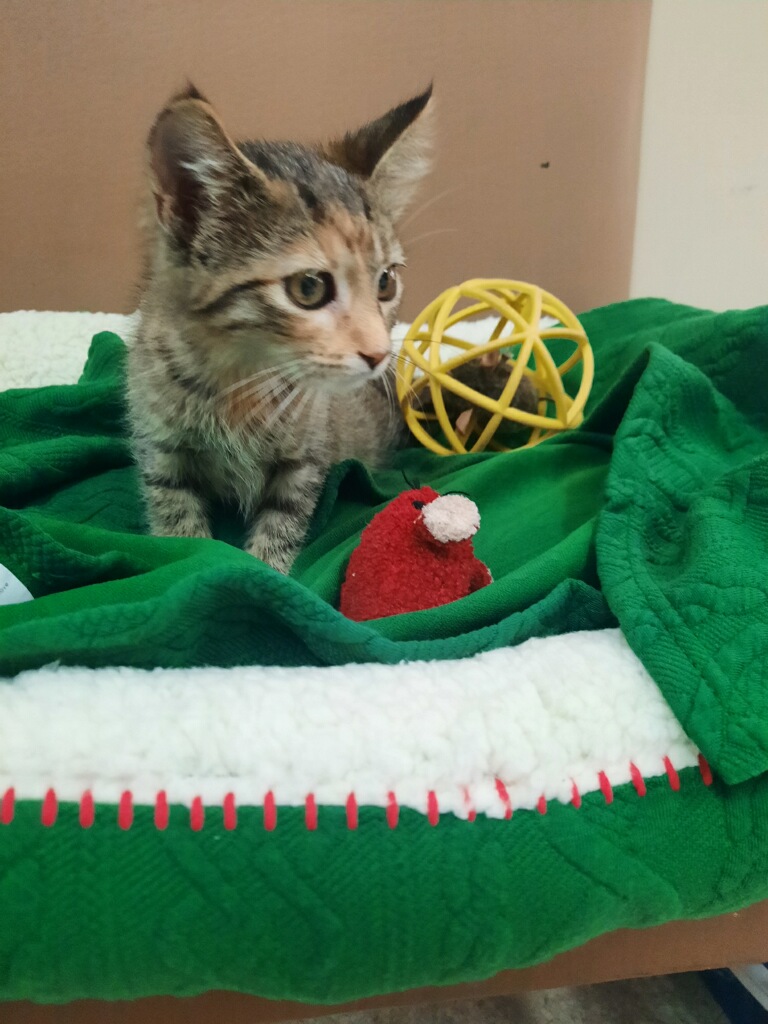 Tiggy, a Adoptable Domestic Short Hair in Independence, MO image 2/3