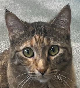 Tiggy, Adoptable, Young Female Domestic Short Hair.
