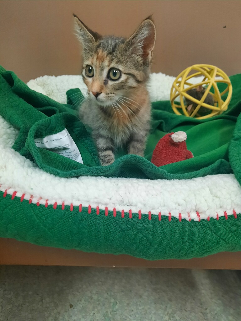 Tiggy, a Adoptable Domestic Short Hair in Independence, MO image 3/3